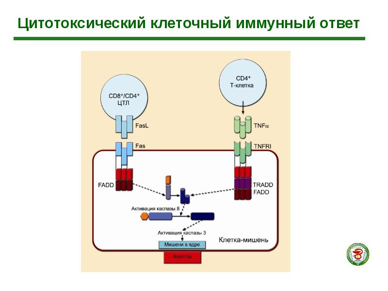 Цитотоксический иммунный ответ схема