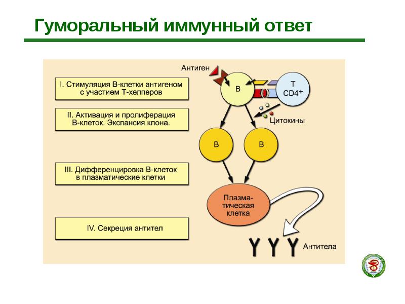 Составьте схему ответа иммунной системы на проникновение в организм возбудителя ангины 8 класс