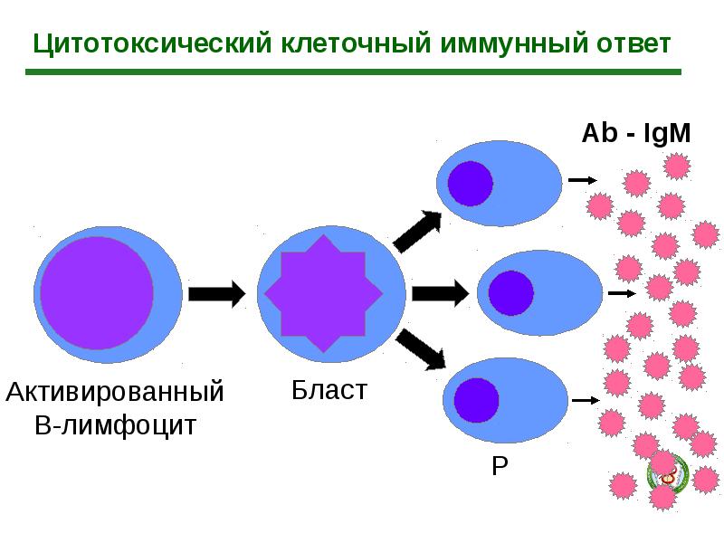 Трехклеточная схема кооперации