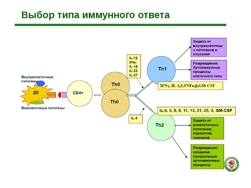 Схема иммуного ответа