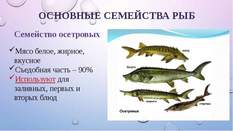 Систематика рыб презентация