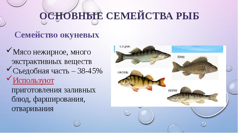 Презентация рыбы общая характеристика 7 класс презентация