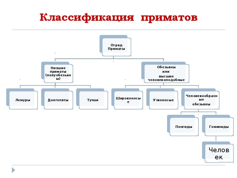 Отряд млекопитающих приматы таблица. Отряд млекопитающих приматы таблица