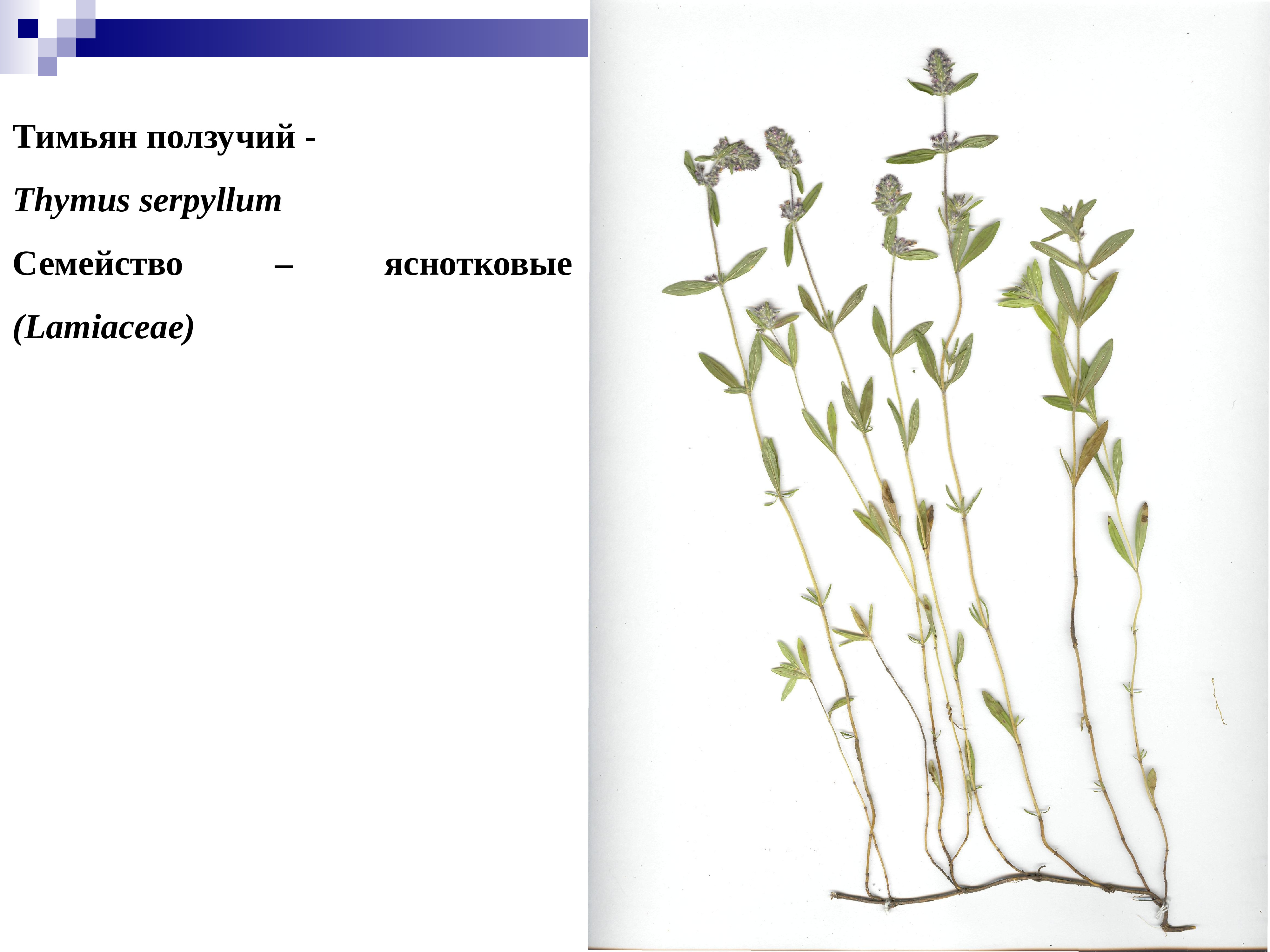 Thymus serpyllum гербарий