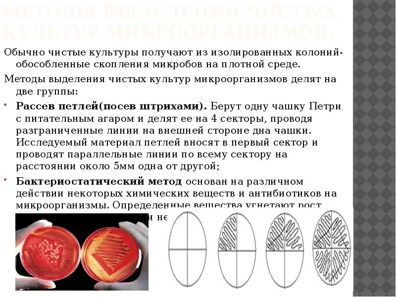 Методы получения чистых культур