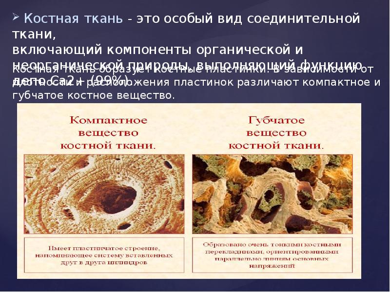 Костная ткань презентация