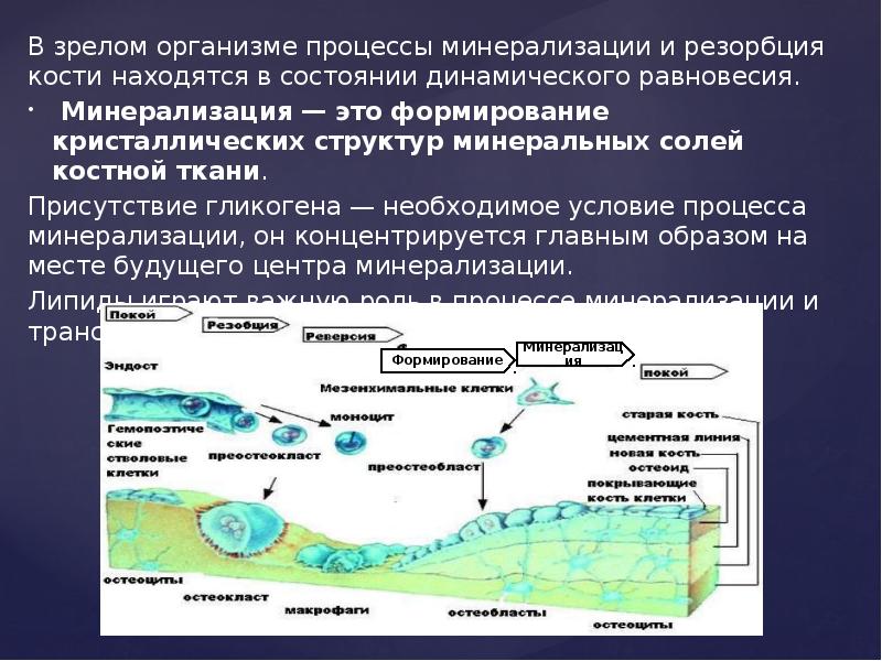 Биохимия костной ткани презентация