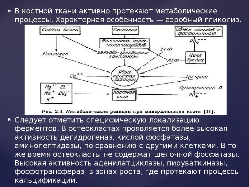 Биохимия костной ткани презентация