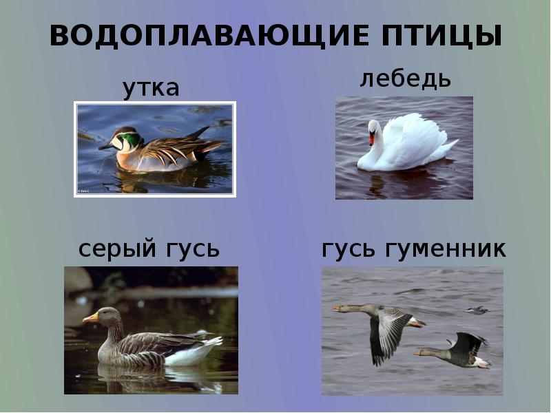 Водоплавающие птицы проект