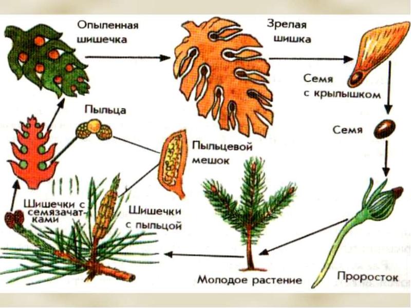 Какая жизненная форма вероятнее всего будет у растения лист которого изображен на рисунке хвойные