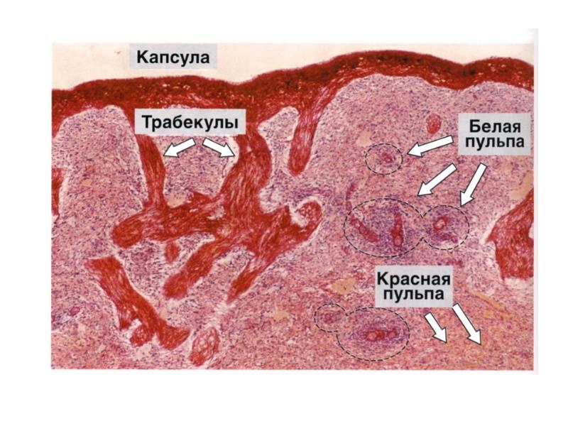 Иммунная система гистология презентация