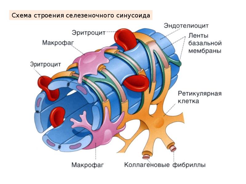 Клетки капилляров. Эндотелиоциты строение. Селезеночные макрофаги. Эндотелиальные и адвентициальные клетки, перициты. Схема строения селезеночного синусоида.