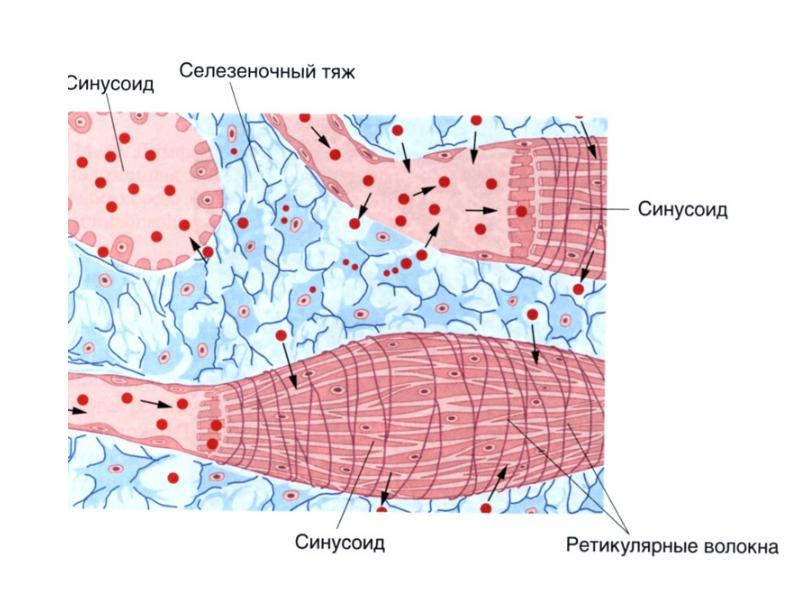 Органы кроветворения гистология презентация