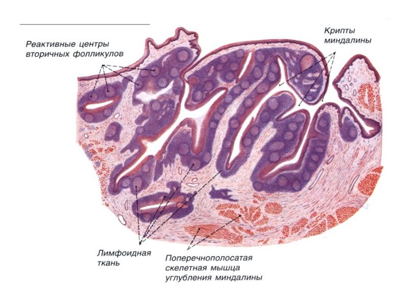 Миндалина гистология рисунок
