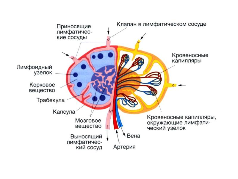 Иммунная система гистология презентация