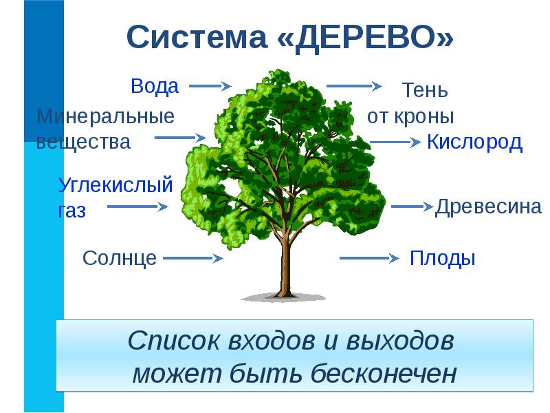 Проект на тему дерева