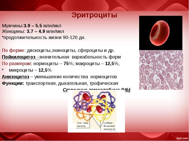 Эритроциты в крови у мужчин после 50. Формы эритроцитов дискоциты. Эритроциты у мужчин и женщин. Сфероциты эритроциты. Дискоциты эхиноциты.