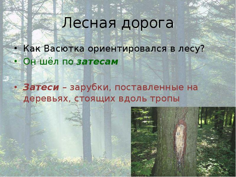 Васютка нашел озеро в лесу. Зарубки в лесу. Зарубки на дереве в лесу. Затеси зарубки. Затеси на дереве.