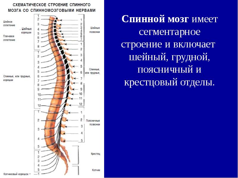 Общий план строения цнс