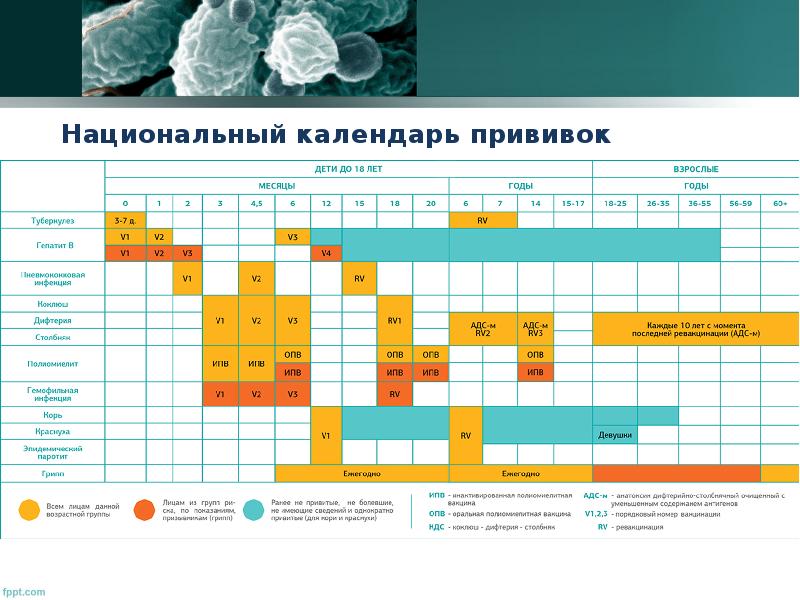 Прививочный календарь 2024