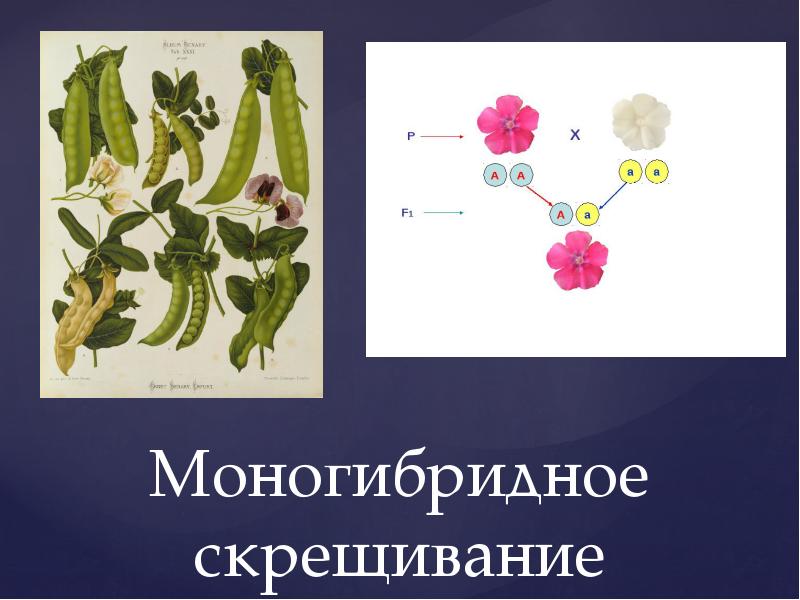 Презентация по теме моногибридное скрещивание 10 класс