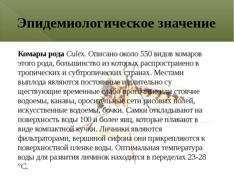 Эпидемиологическое значение вшей. Эпидемиологическое значение вшей