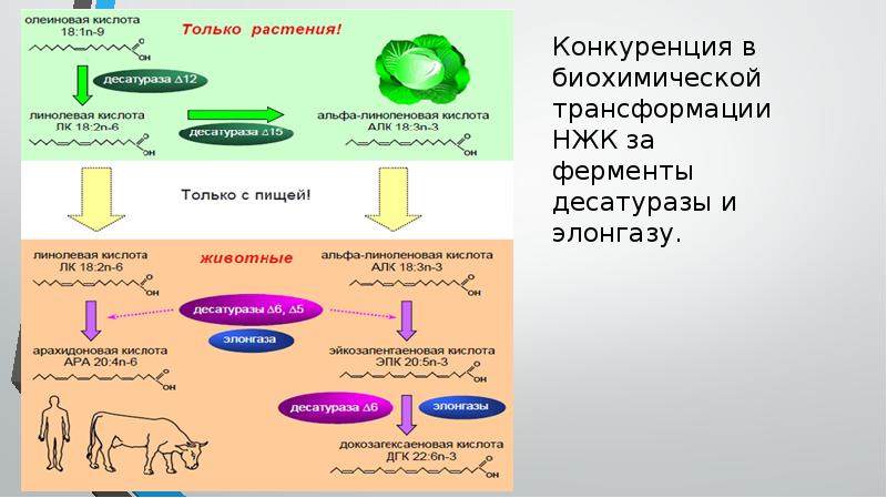 Биохимические основы питания презентация