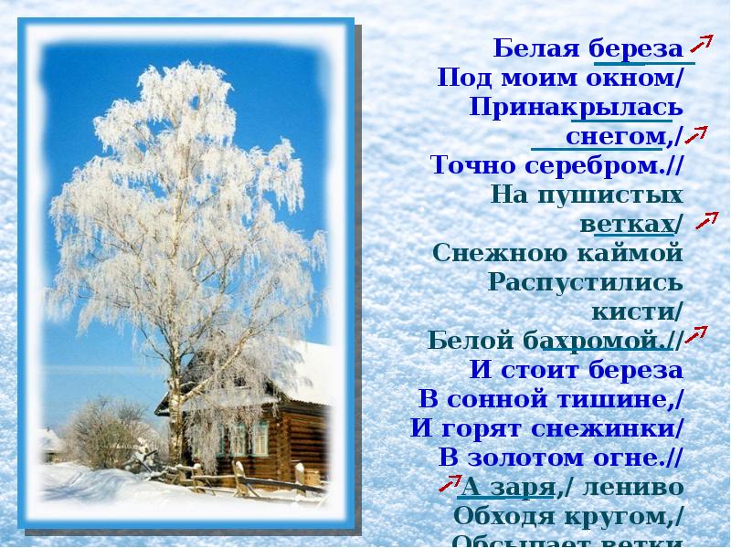 Есенин белое стихотворение. Партитура к стихотворению Есенина береза. Береза Есенин партитура. Белая берёза под моим окном Принакрылась снегом точно серебром. Белая береза под моим окном Сергей Александрович.