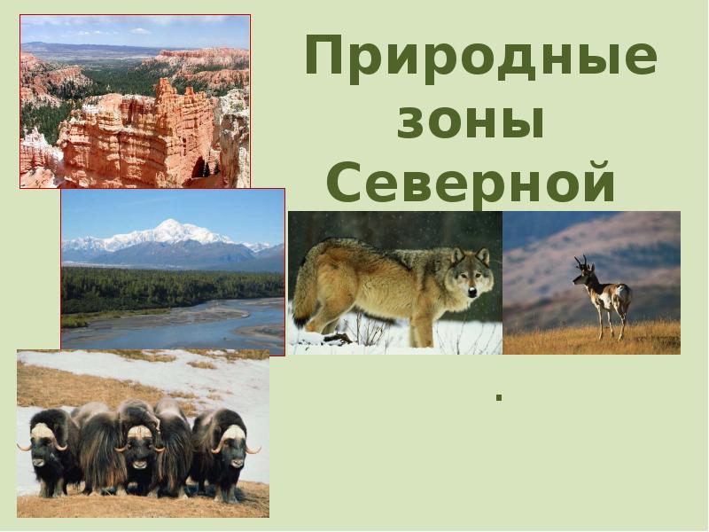 Природные регионы северной америки. Природные зоны Северной Америки. Природные зоны севернойтмерике. Природные зоны Сев Америки. Природные зоны Северной Америки 7 класс.