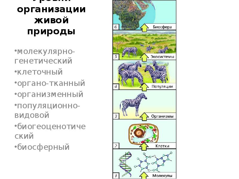 Какой уровень организации жизни отражен на данном рисунке молекулярно генетический