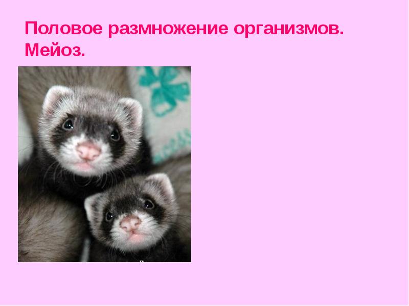 Половое размножение организмов. Мейоз. 9 класс