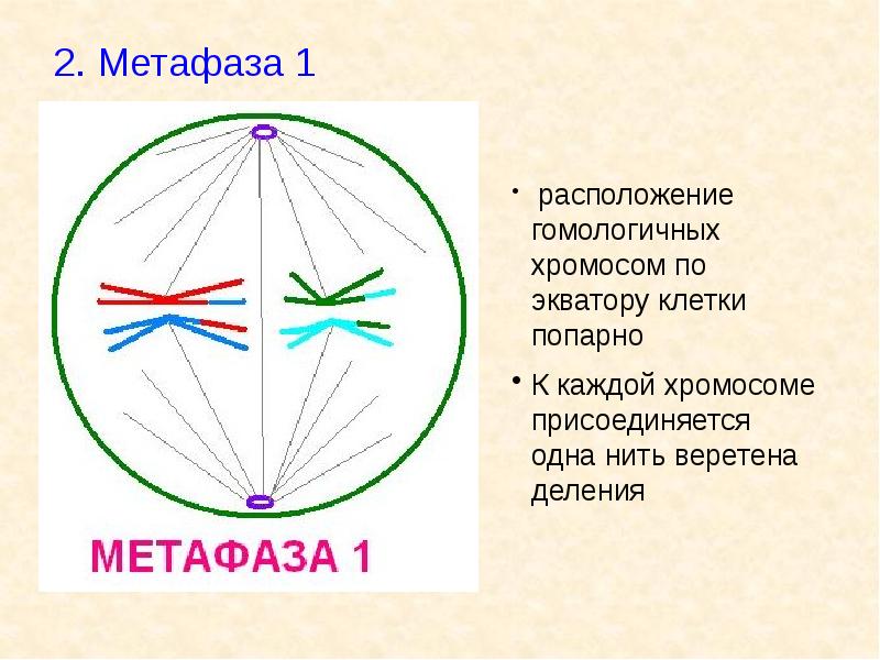 Метафаза хромосомы. Метафаза мейоза 2. Метафаза 2 мейоза набор хромосом. Метафаза 2 набор хромосом. Набор хромосом в метафазе митоза.