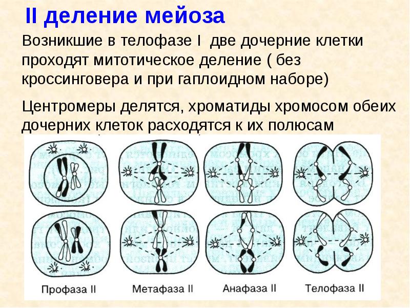 II деление мейоза