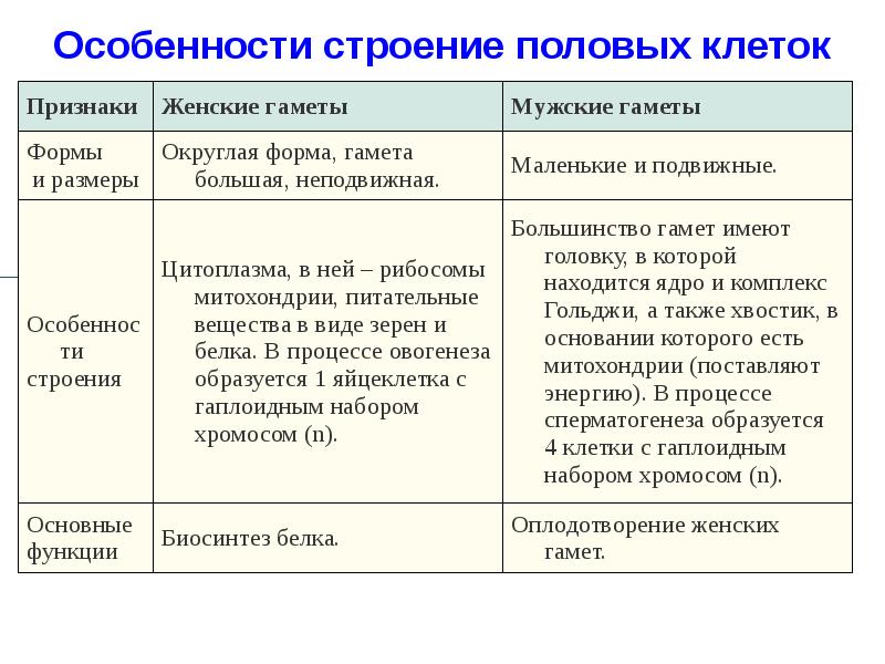 Особенности строение половых клеток