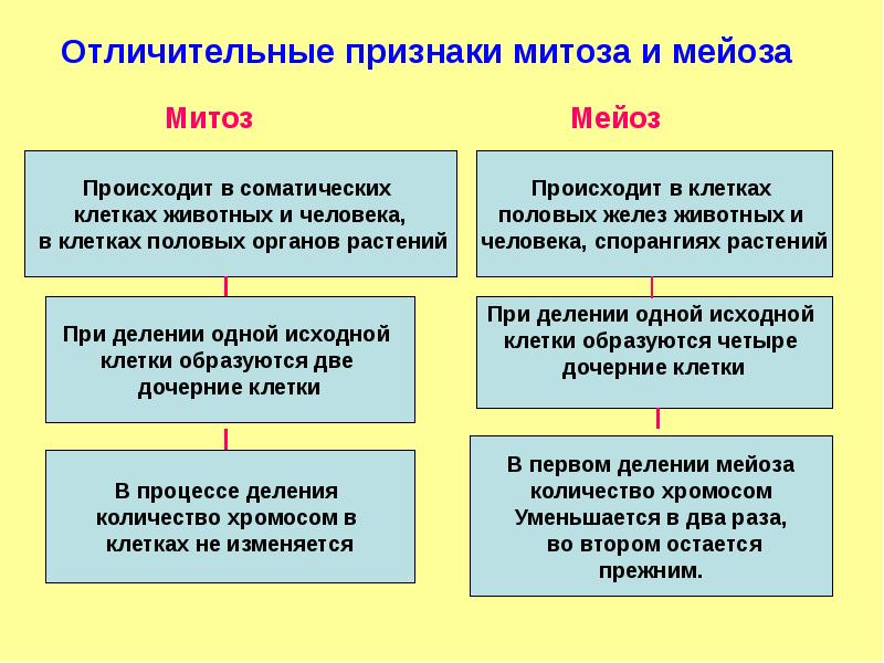 Отличительные признаки митоза и мейоза