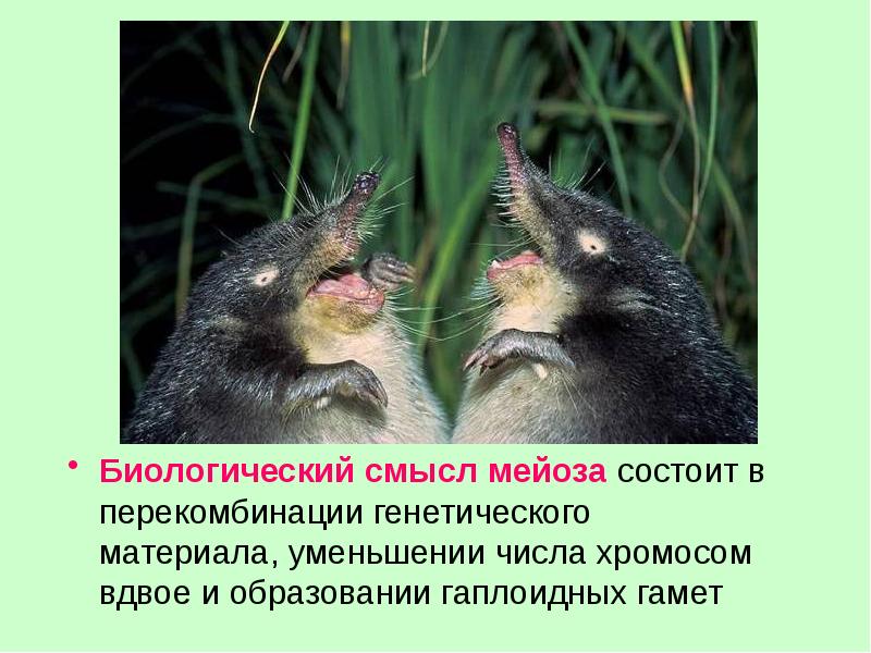 Биологический смысл мейоза состоит в перекомбинации генетического материала, уменьшении числа хромосом