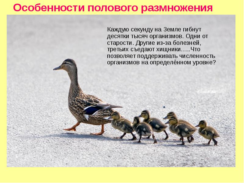 Особенности полового размножения В половом размножении принимают участие, как правило, две