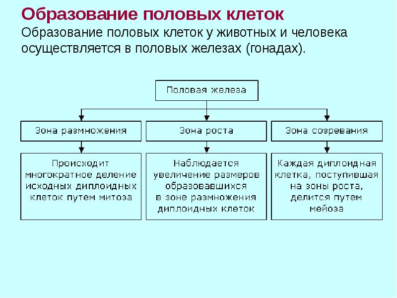 Образование половых клеток  Образование половых клеток у животных и человека