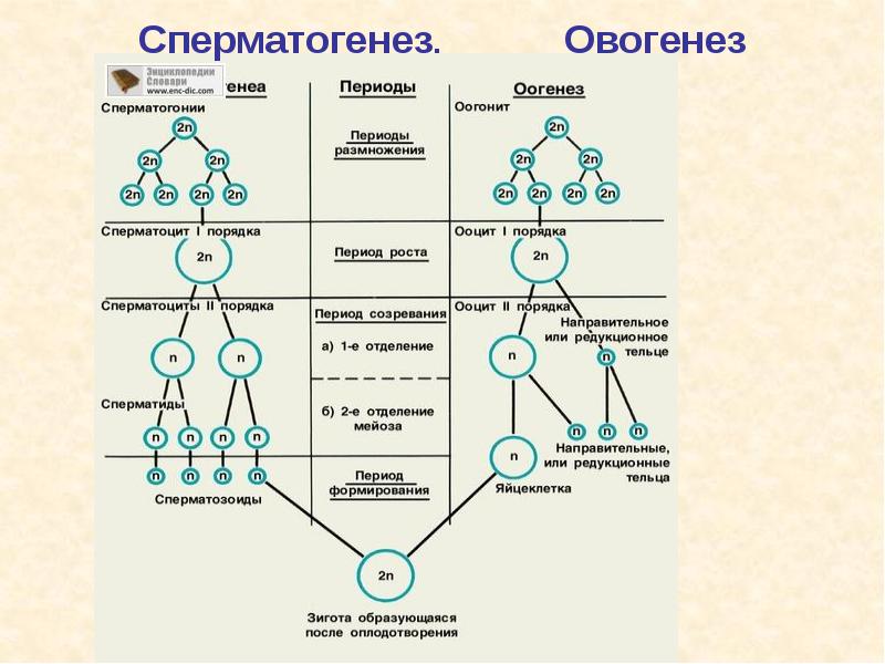 Сперматогенез.    Овогенез