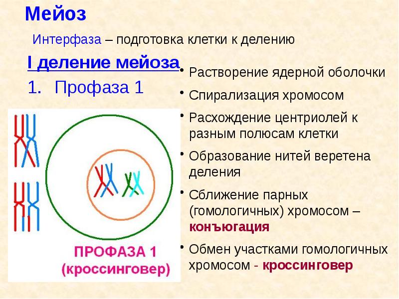 Мейоз  Интерфаза – подготовка клетки к делению I деление мейоза