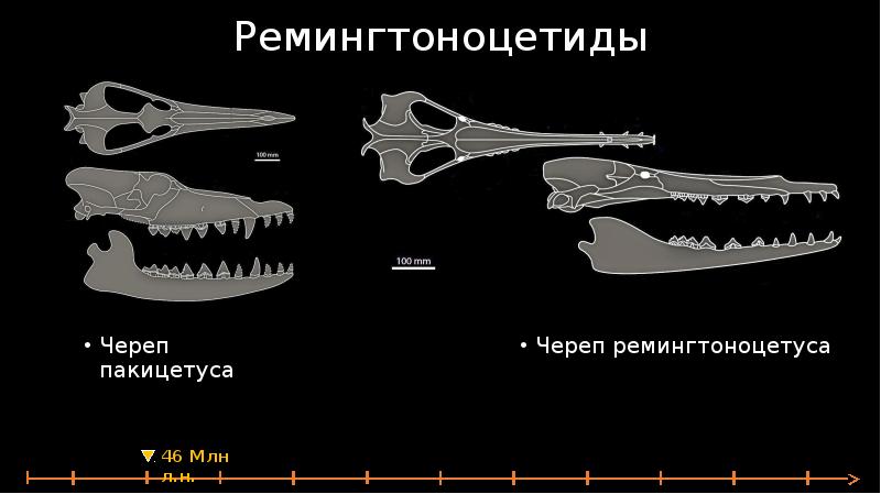 Эволюция кита презентация