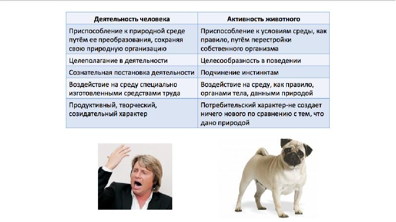 Мировоззрение в деятельности человека. Целесообразность активности животного.