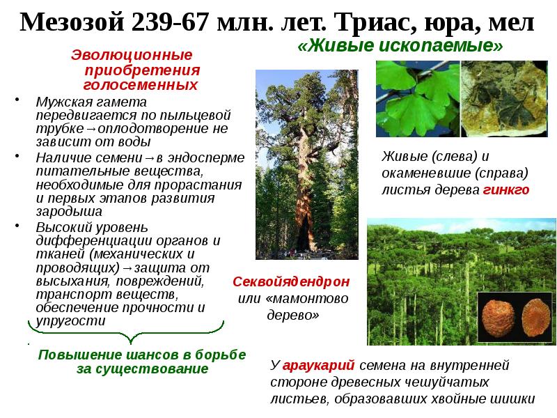 Развитие жизни в мезозое презентация