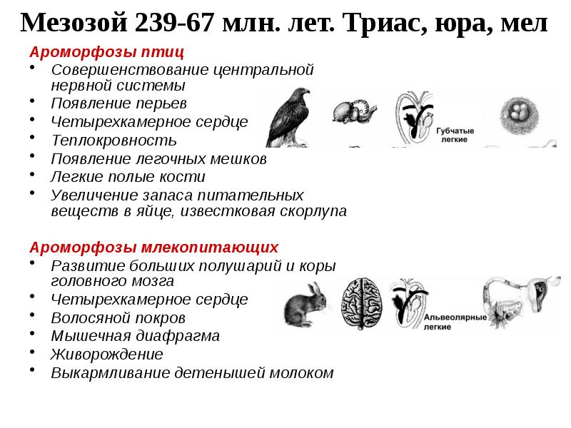 Развитие жизни в мезозое презентация