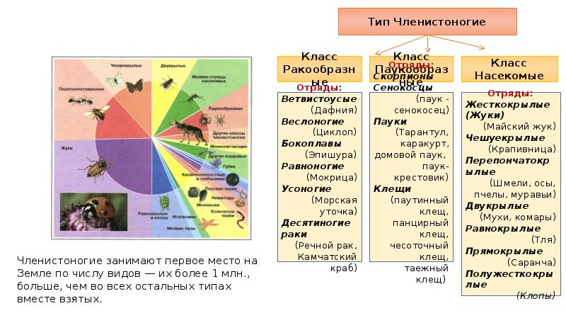 Схема тип членистоногие