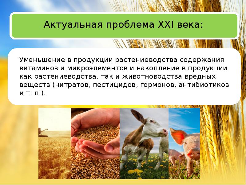 Экологическая оценка качества продукции растениеводства презентация