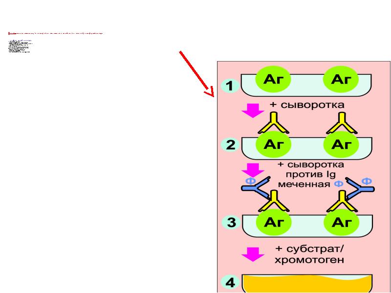 Радиоиммунный анализ схема