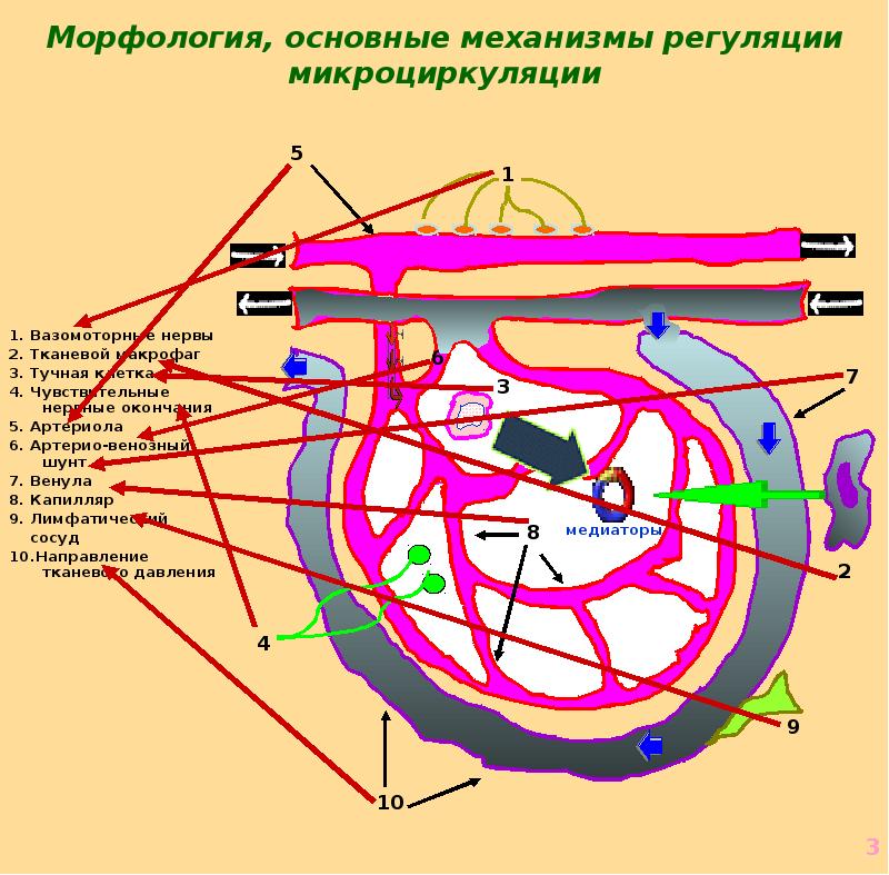 Реология крови презентация