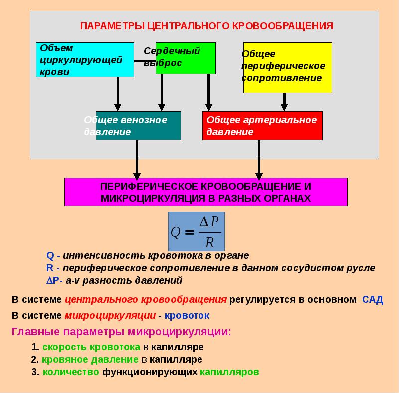 Реология крови презентация