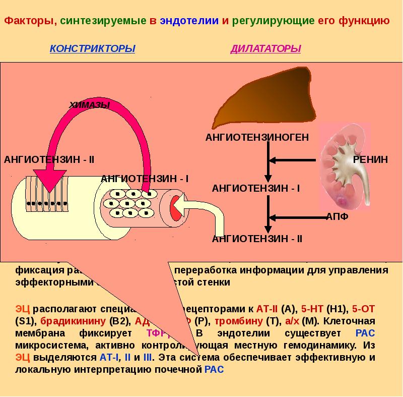 Реология крови презентация